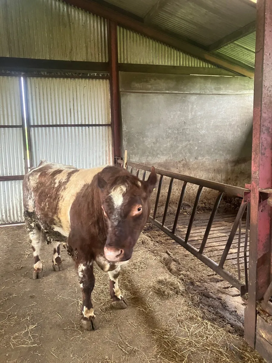 Shorthorn bull - Image 3