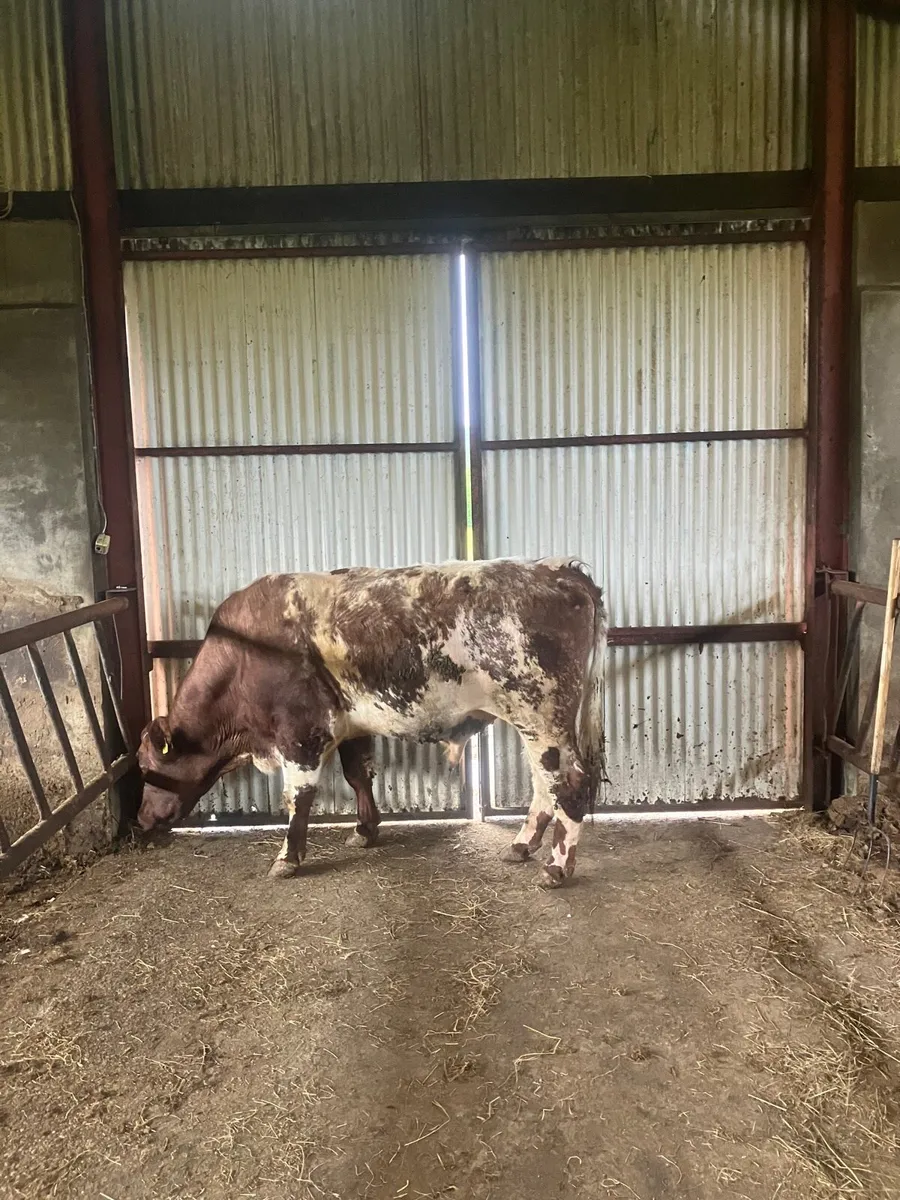 Shorthorn bull - Image 4
