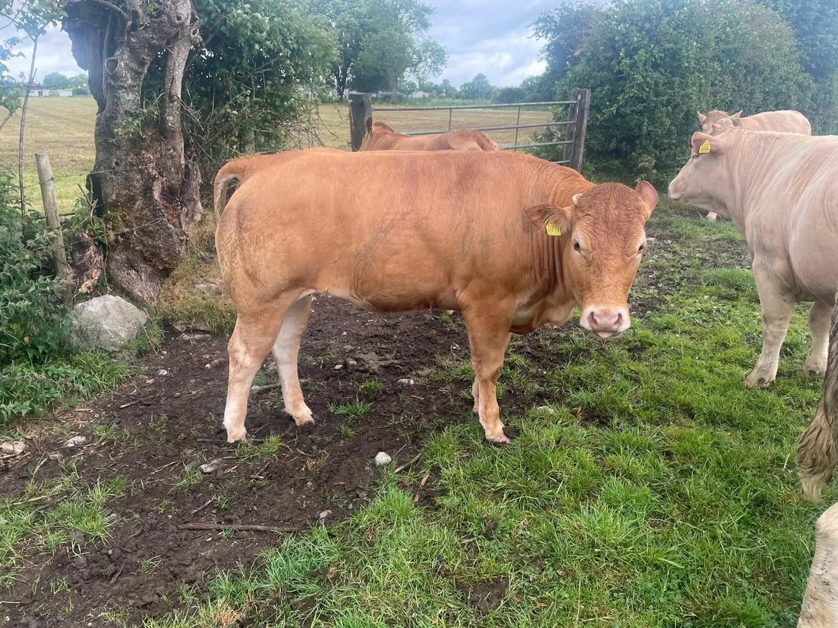 Bulling Heifers - Image 4