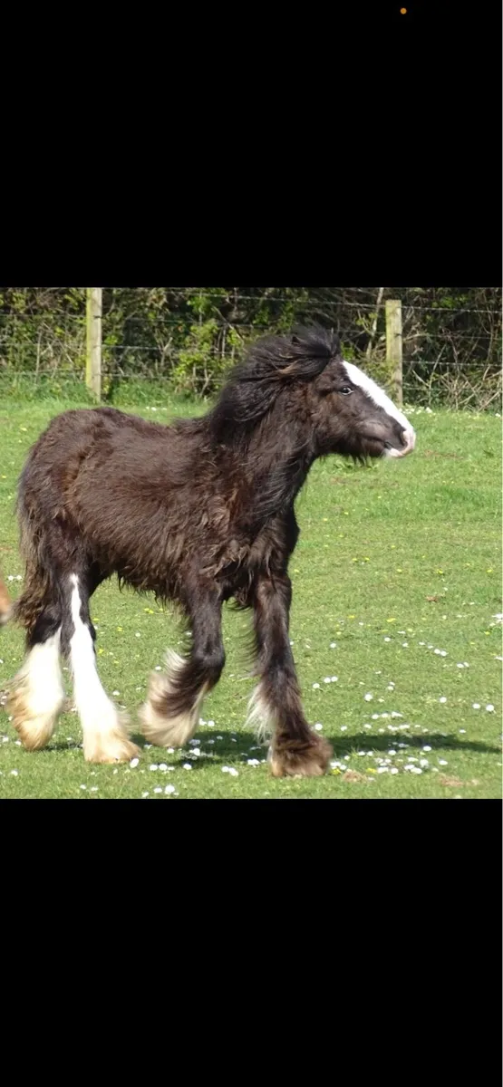 Top class filly for sale - Image 2