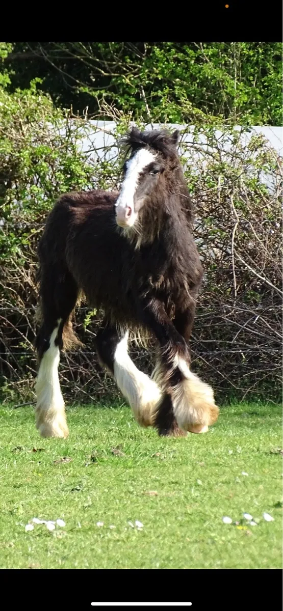 Top class filly for sale - Image 1