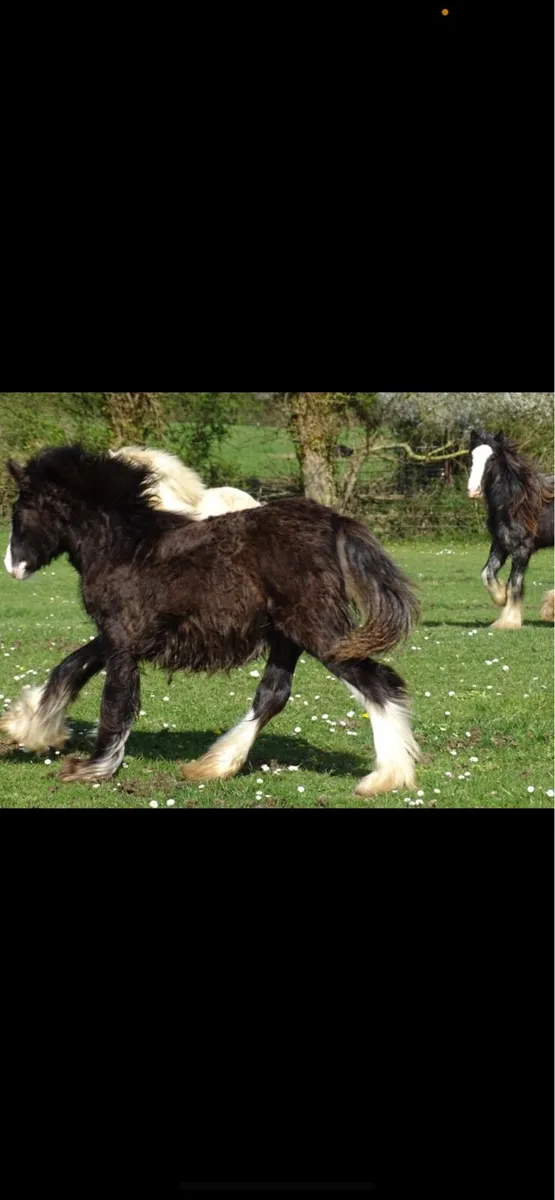 Top class filly for sale - Image 3