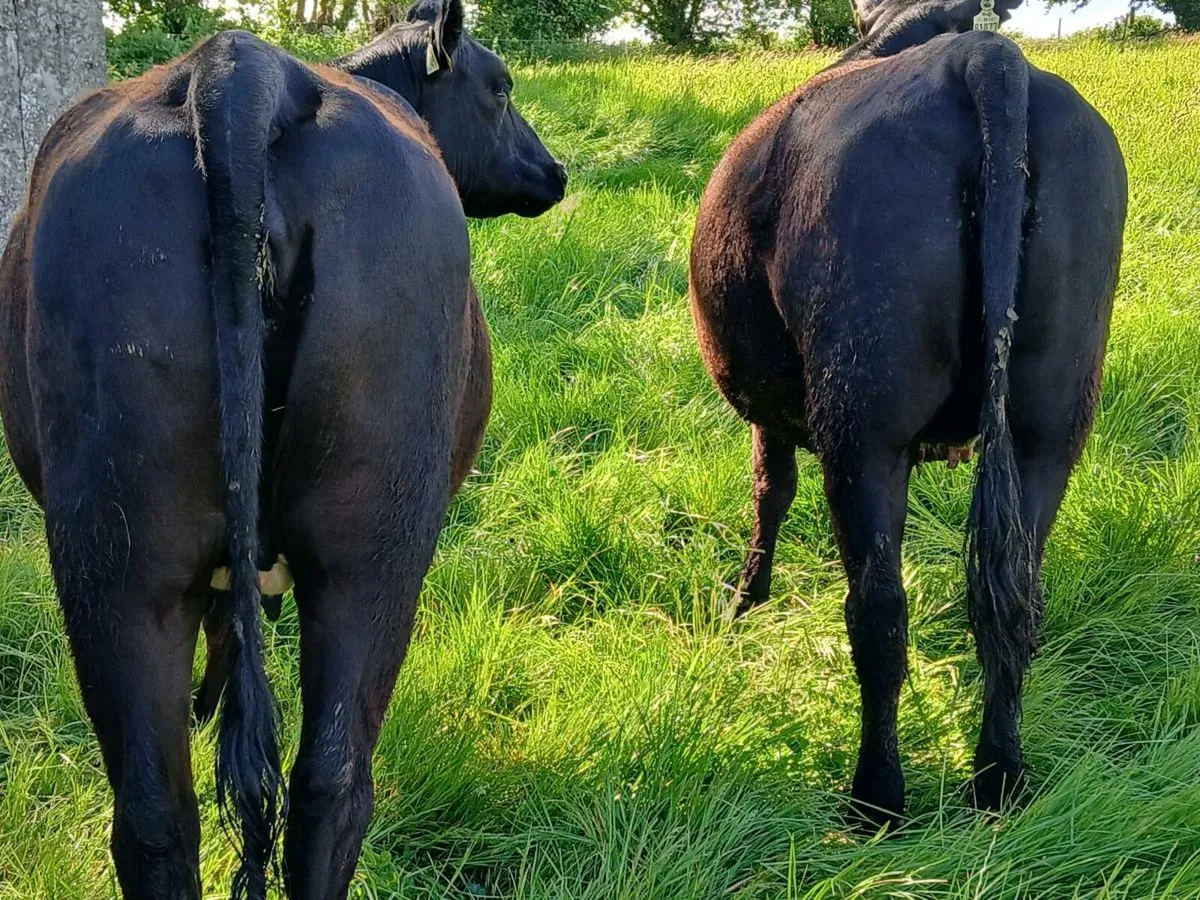 IN CALF ANGUS HEIFERS - Image 2
