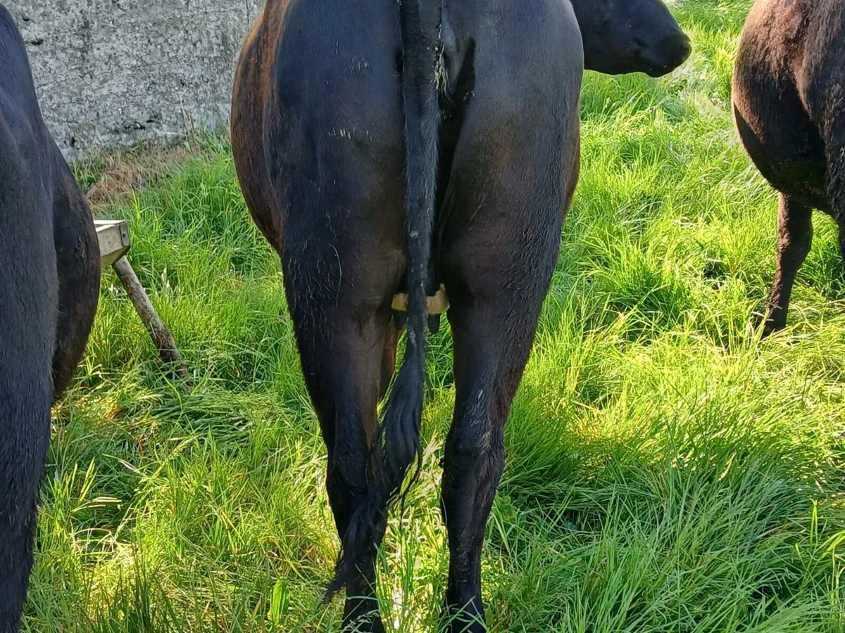IN CALF ANGUS HEIFERS - Image 3