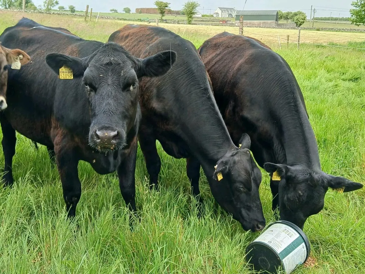 IN CALF ANGUS HEIFERS - Image 4