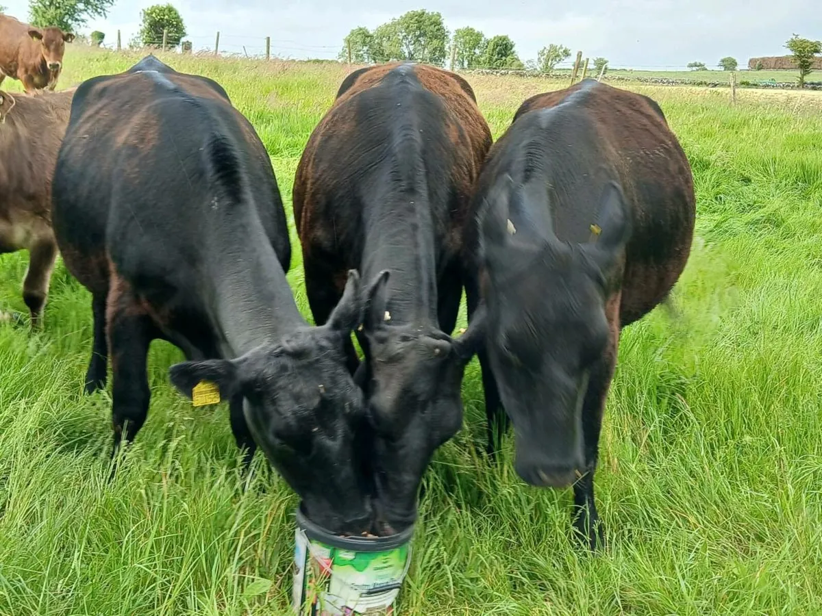 IN CALF ANGUS HEIFERS - Image 1