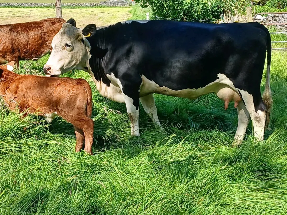 HEREFORD COW WITH BULL CALF - Image 2