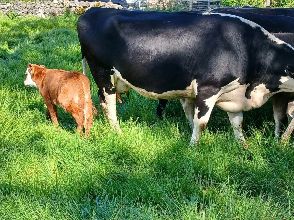 HEREFORD COW WITH BULL CALF - Image 3
