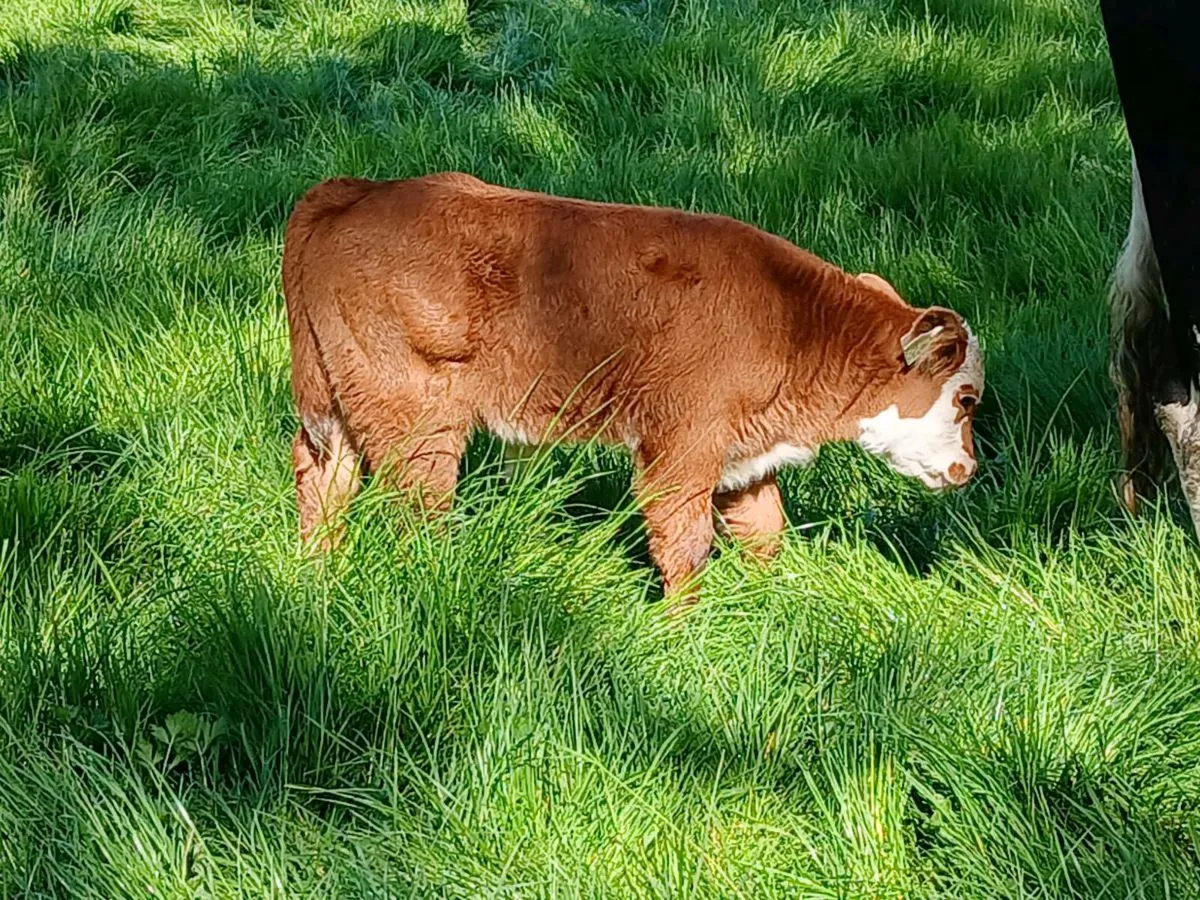 HEREFORD COW WITH BULL CALF - Image 4