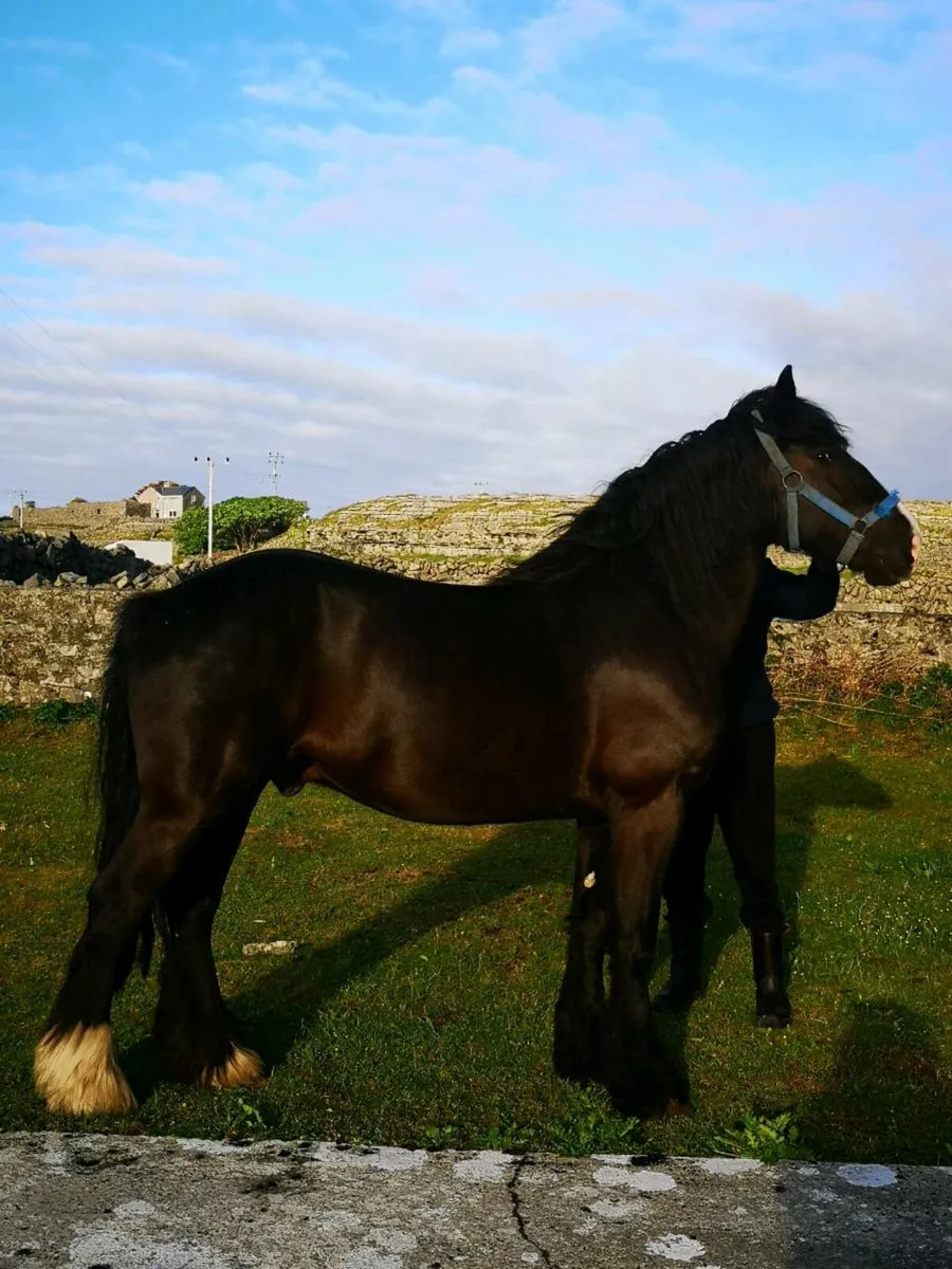 Horse - Image 2