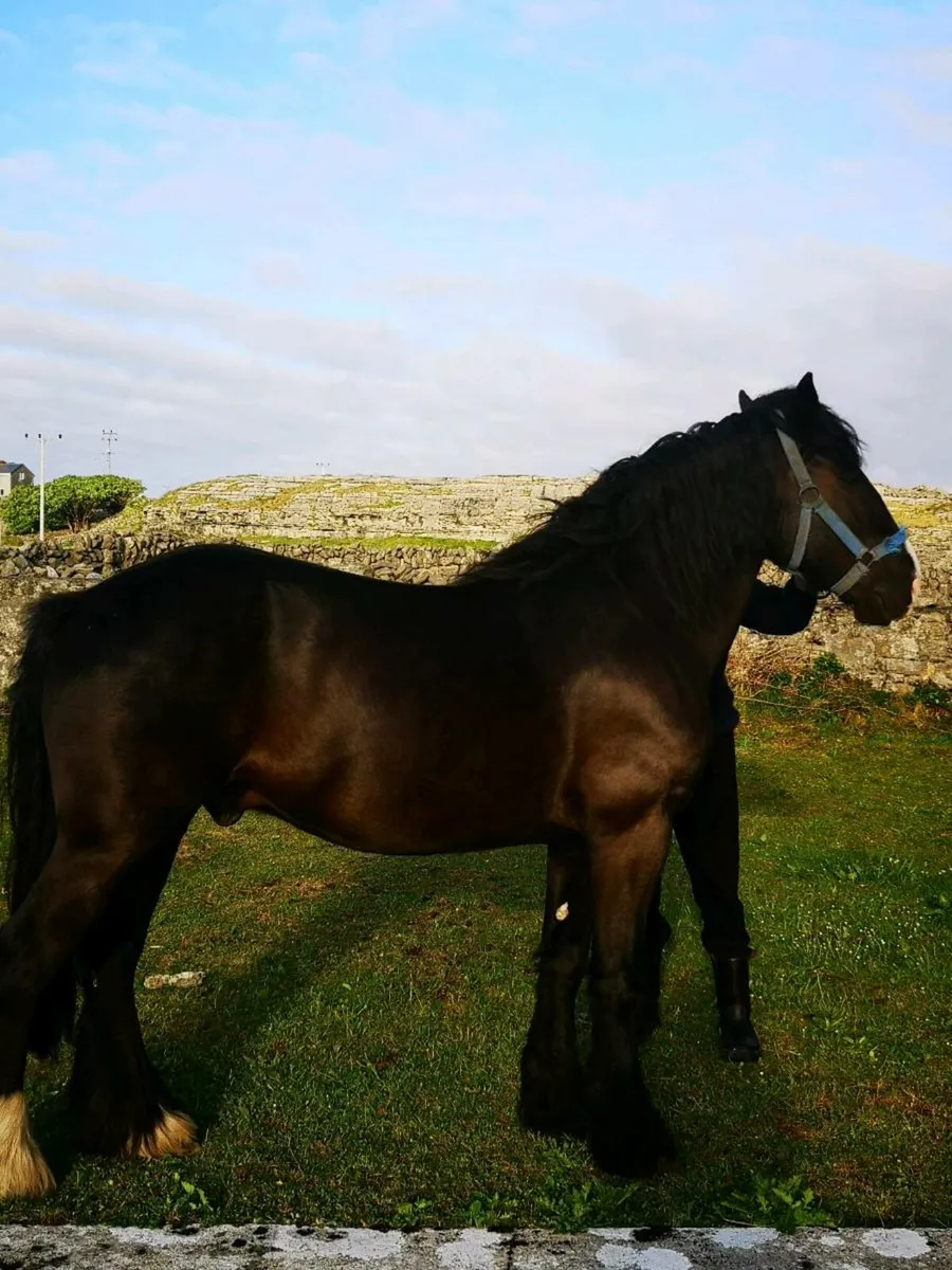Horse - Image 3