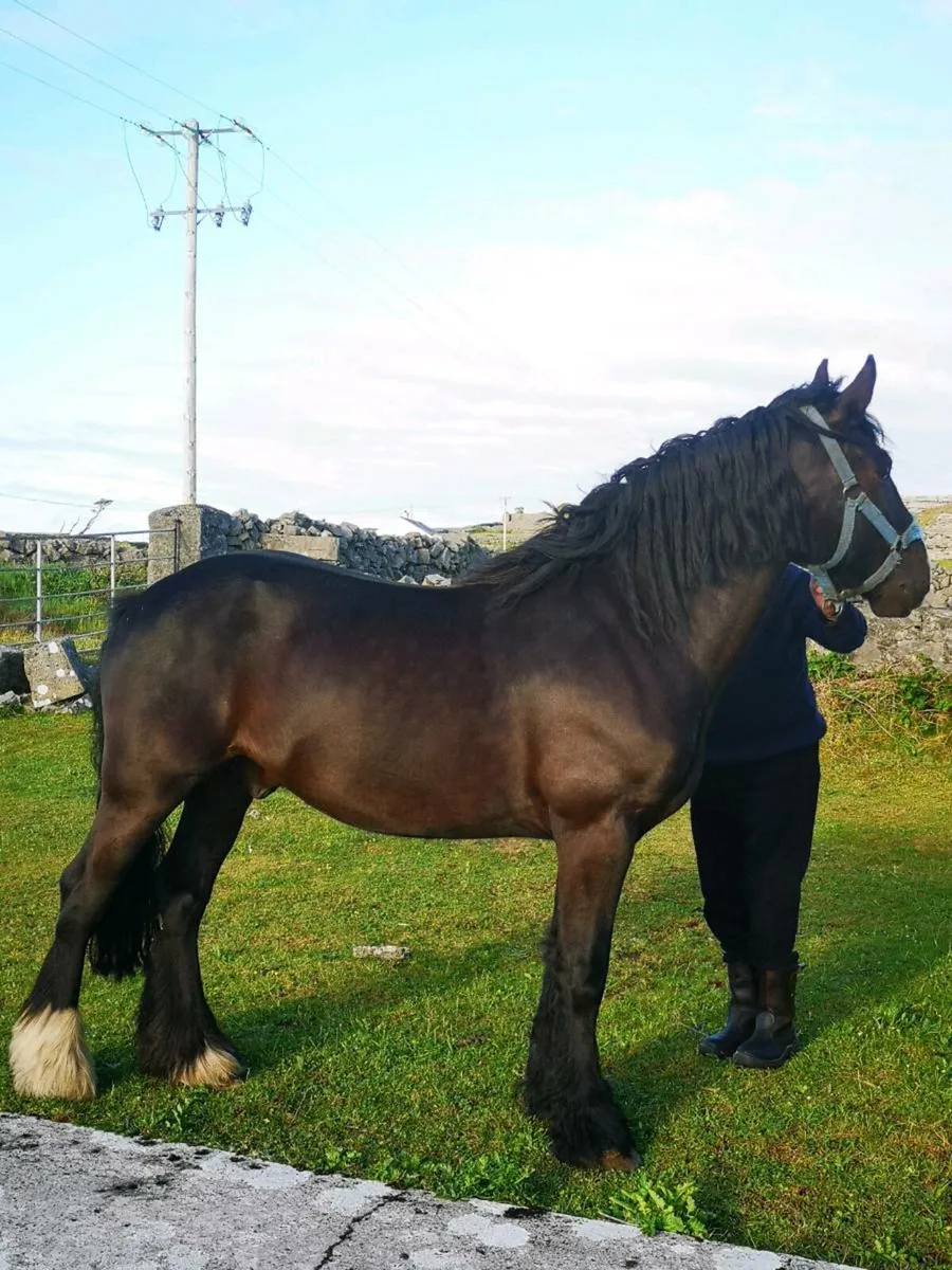 Horse - Image 1