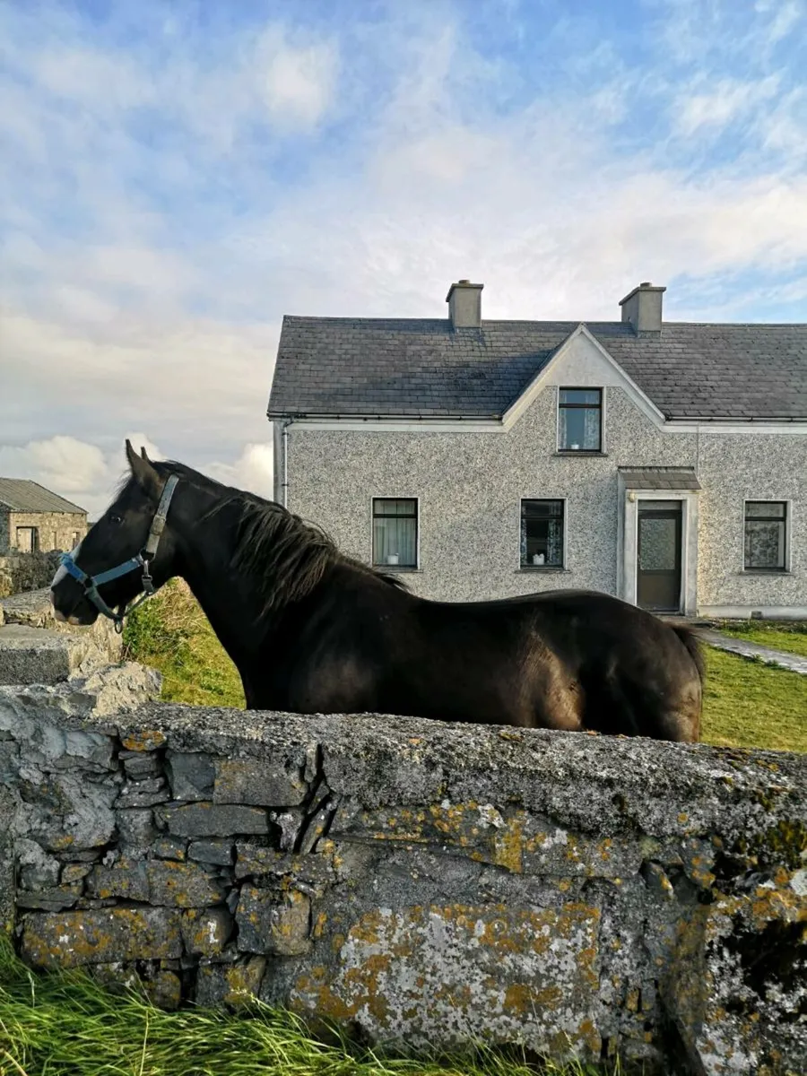 Horse - Image 4