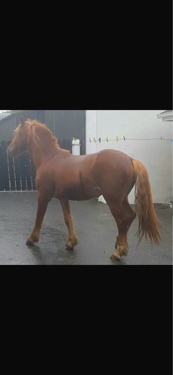 Horses for sale - Image 2