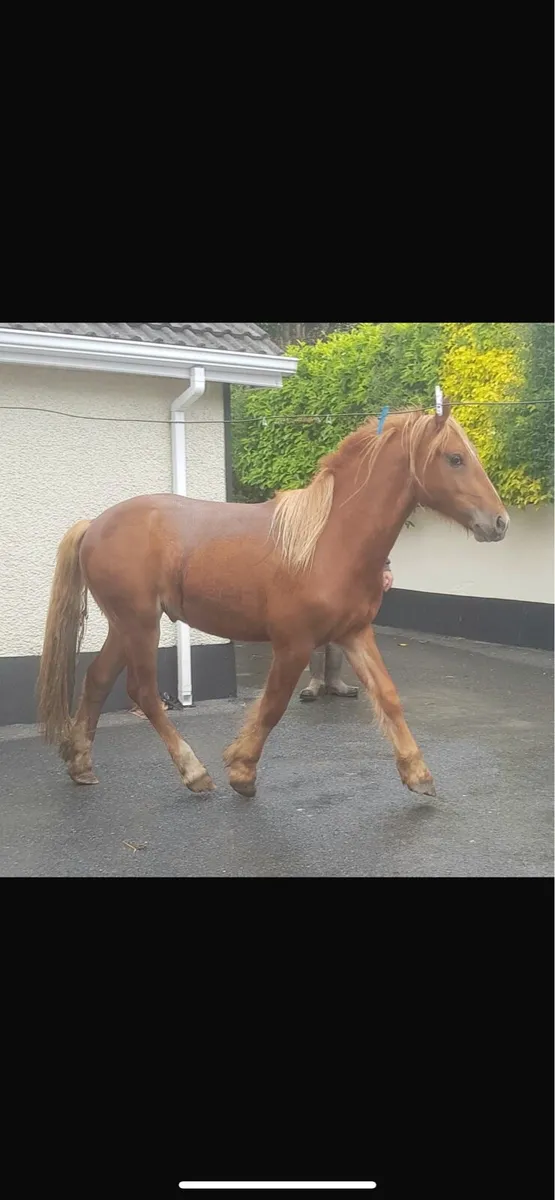 Horses for sale - Image 1