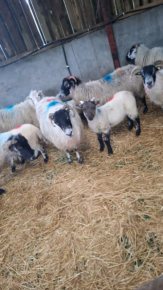 Ewes and lambs milltown mart - Image 1