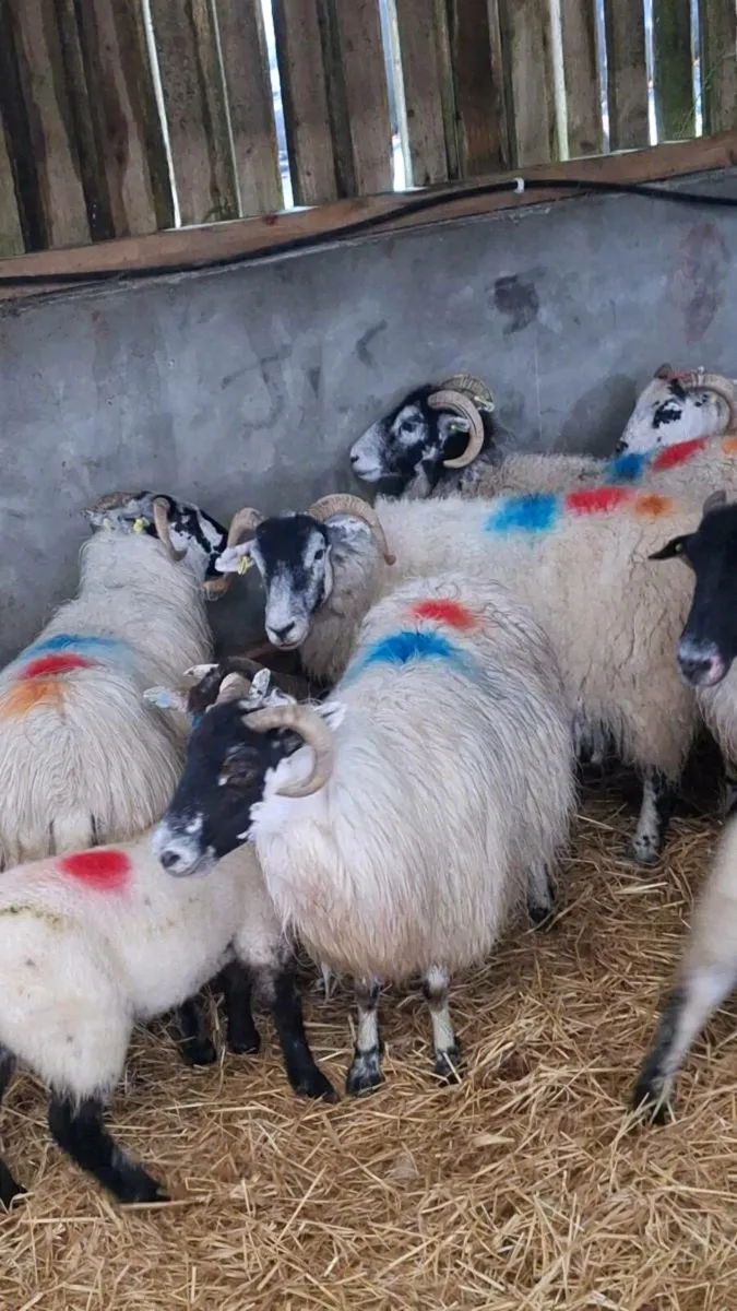 Ewes and lambs milltown mart - Image 2