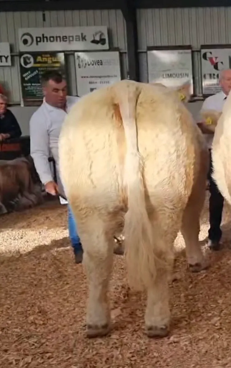 Top class Embryos for sale multiple breeds - Image 3