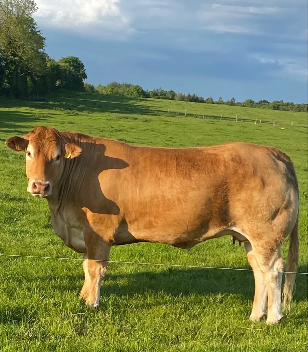 Top class Embryos for sale multiple breeds - Image 1