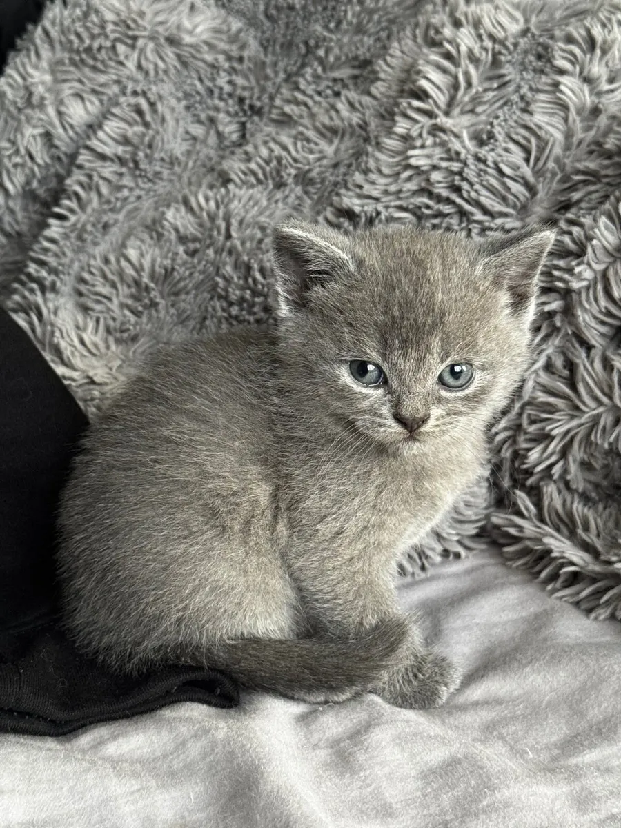 British Shorthair Kittens *Last one* - Image 1