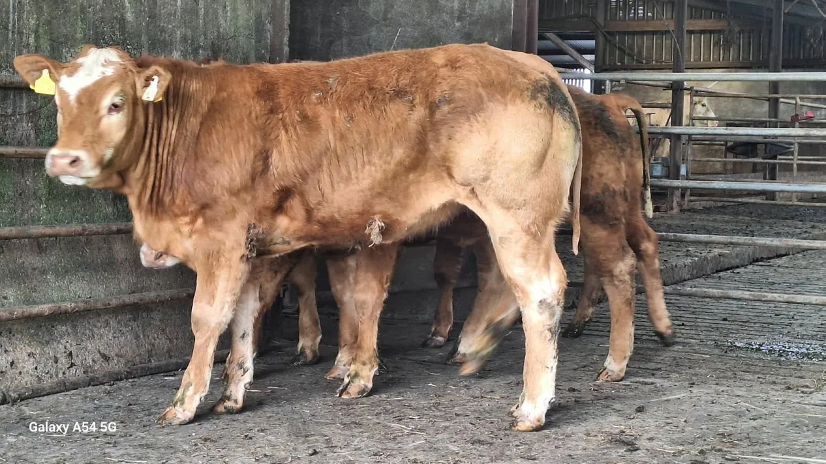Super u grade lmx heifers - Image 1