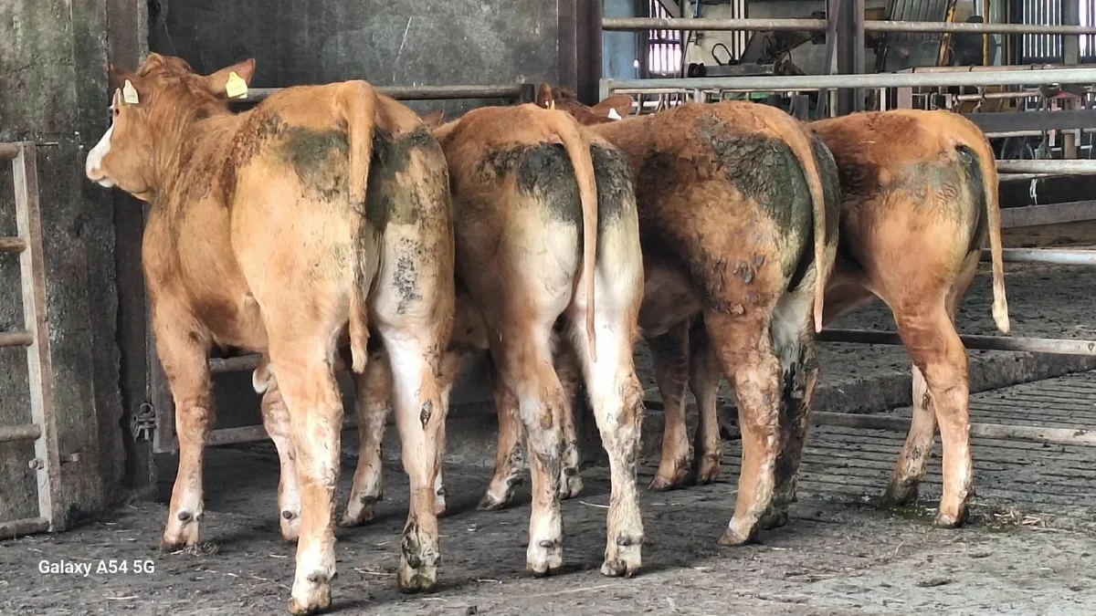Super u grade lmx heifers - Image 2