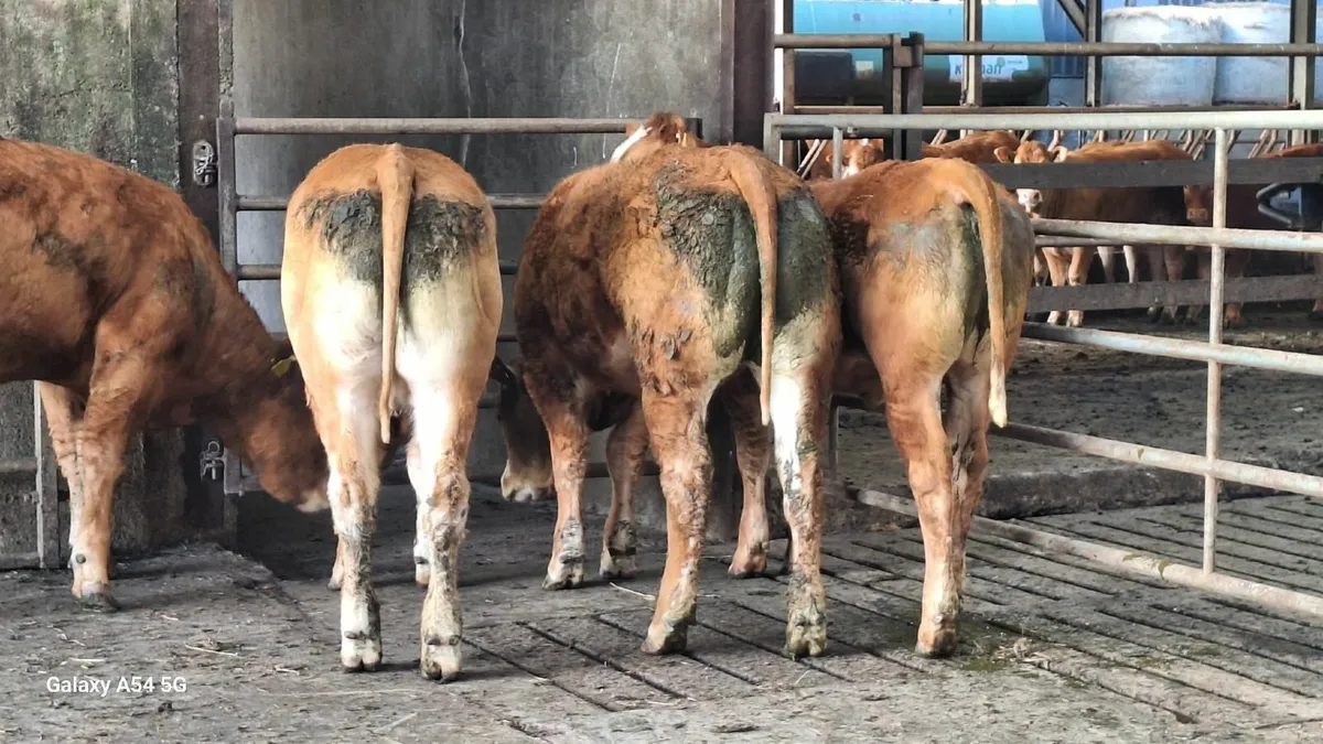 Super u grade lmx heifers - Image 3