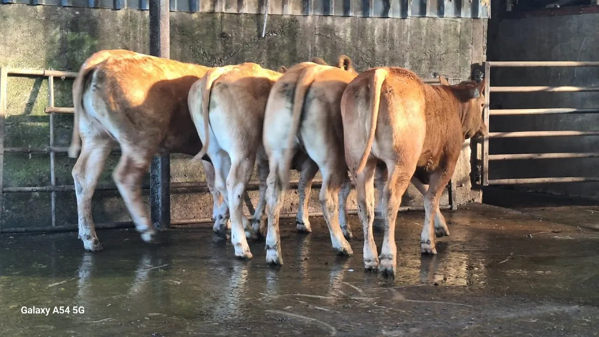 Super u grade lmx heifers - Image 4