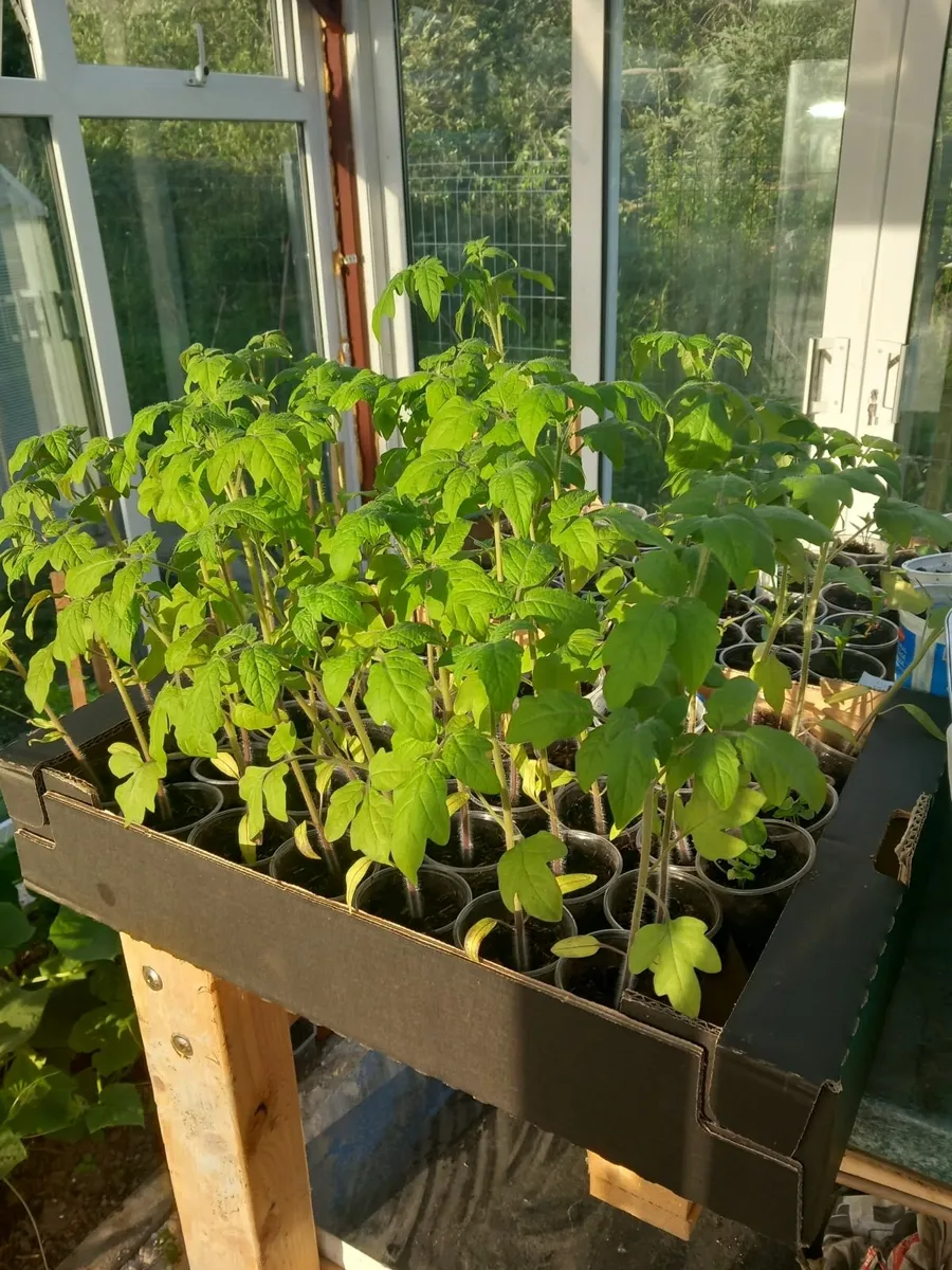 Plants - Image 1