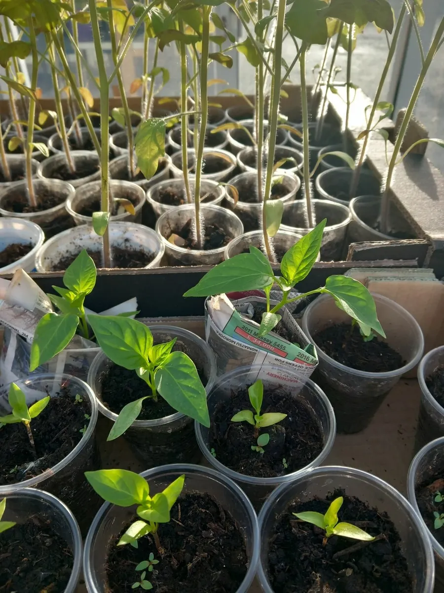 Plants - Image 2