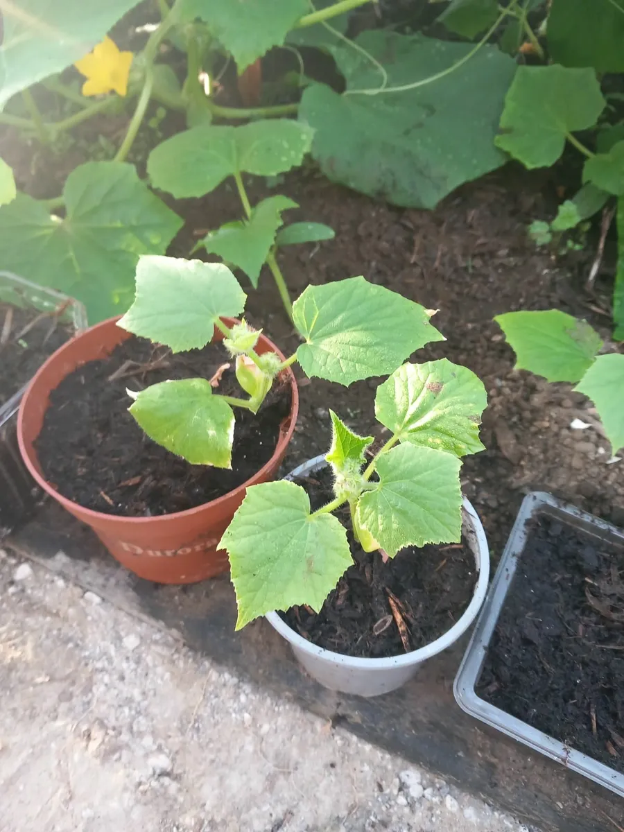 Plants - Image 3