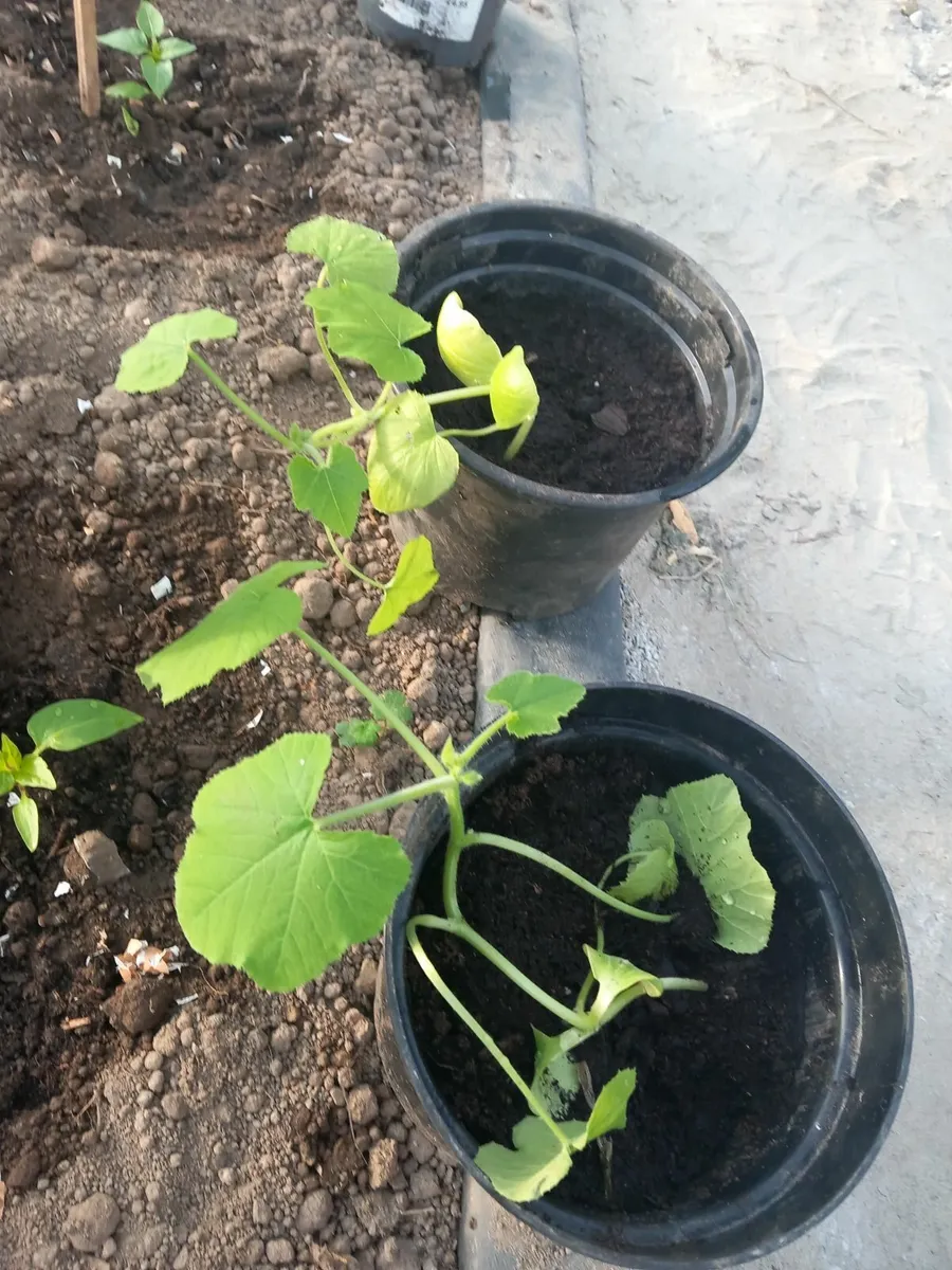 Plants - Image 4