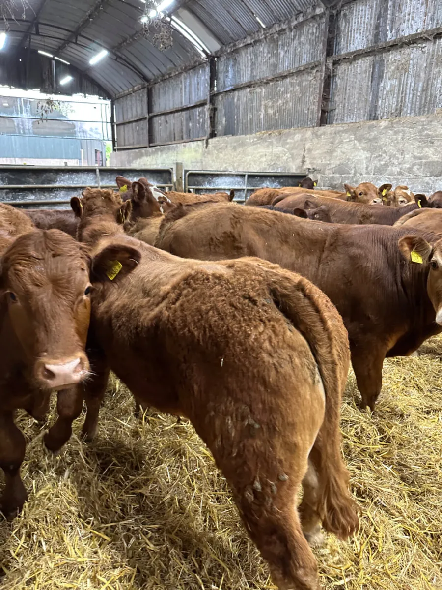 Lim bullocks - Image 4