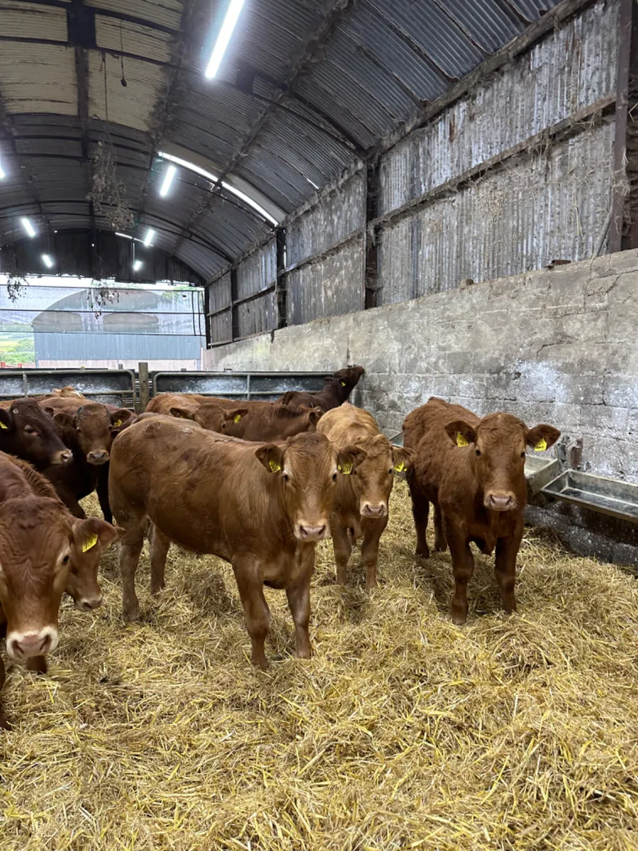 Lim bullocks - Image 1
