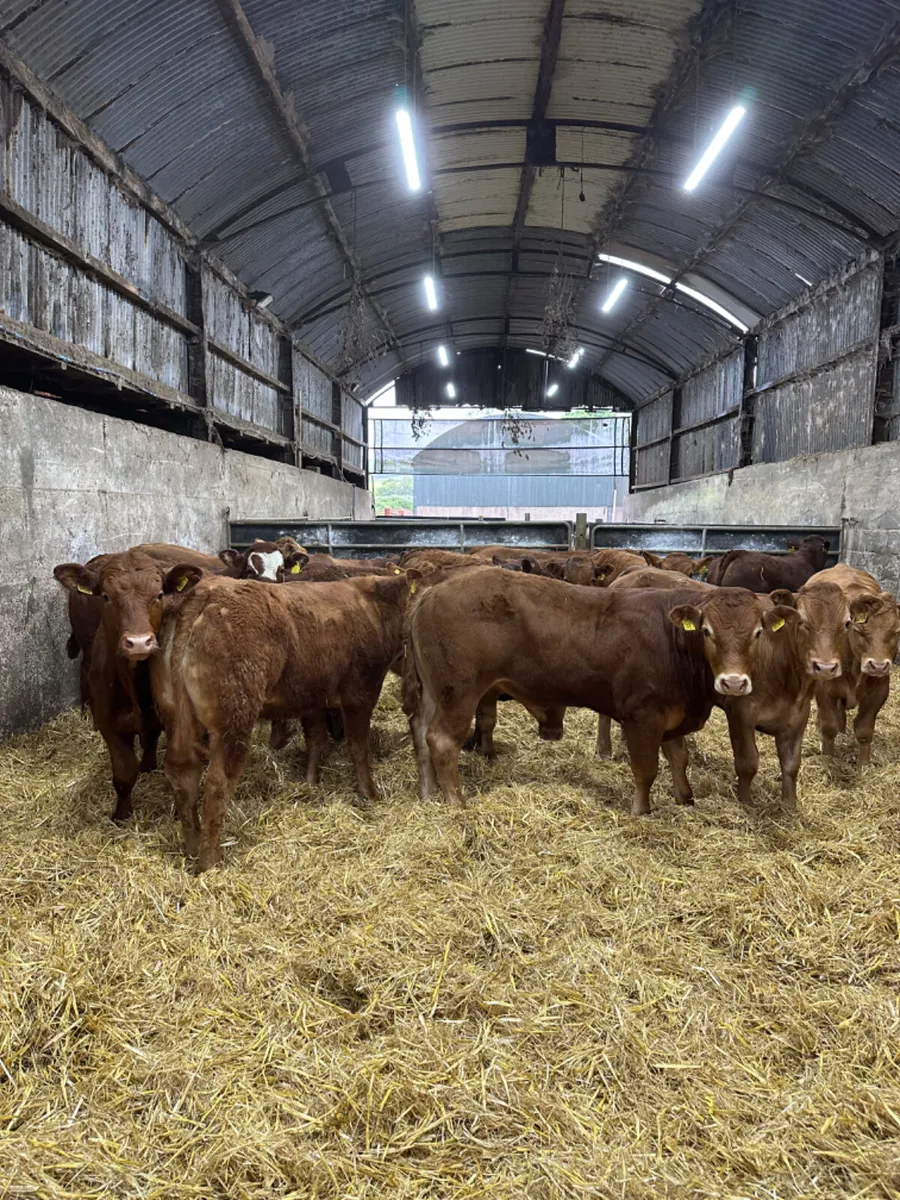 Lim bullocks - Image 2