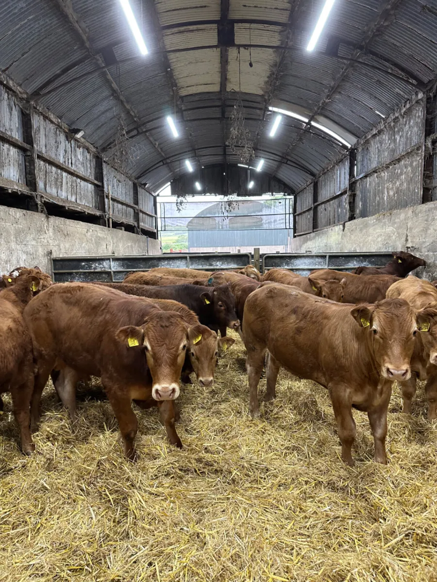 Lim bullocks - Image 3
