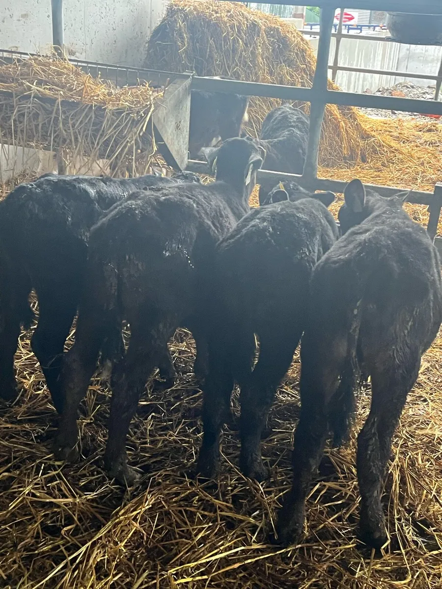 REARED ANGUS BULLS - Image 1