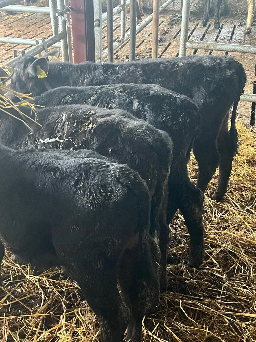 REARED ANGUS BULLS - Image 2