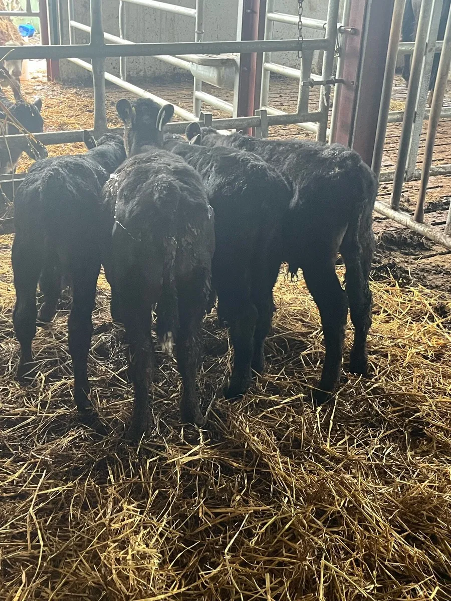 REARED ANGUS BULLS - Image 3