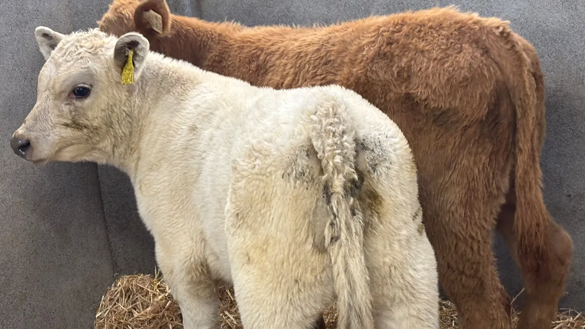 ⭐️ 2 Super Charolais Heifer Runners ⭐️ - Image 3