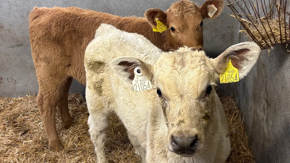 ⭐️ 2 Super Charolais Heifer Runners ⭐️ - Image 2