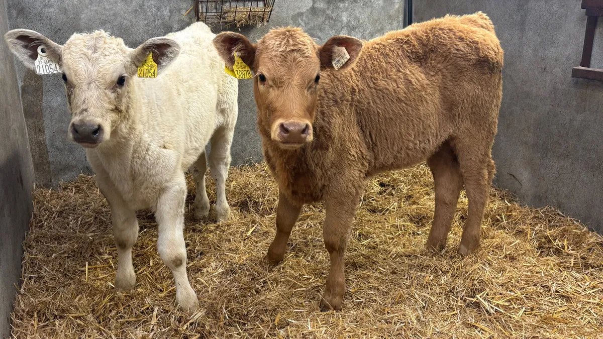 ⭐️ 2 Super Charolais Heifer Runners ⭐️ - Image 4