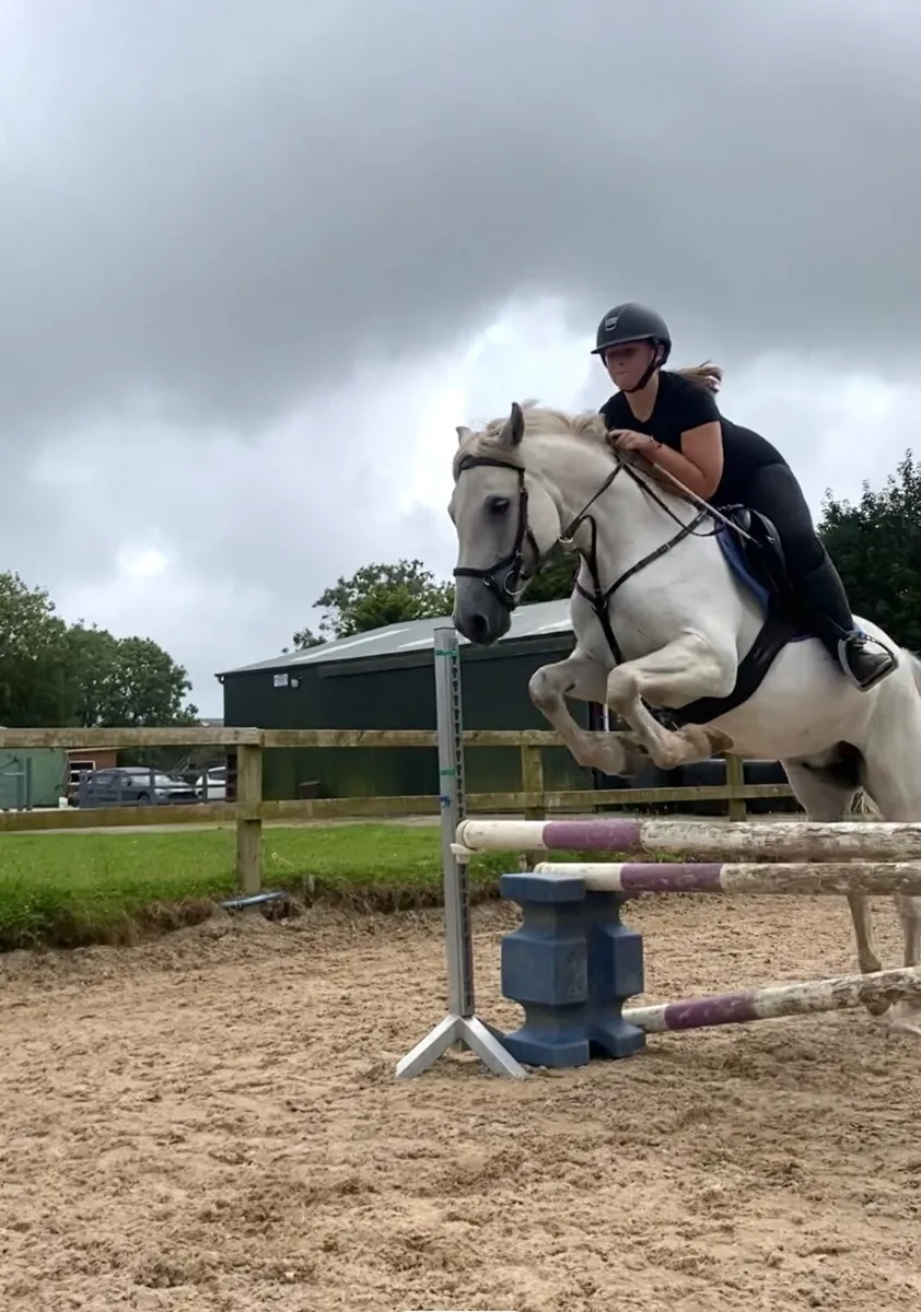 14.2hh Connemara Pony - Image 1