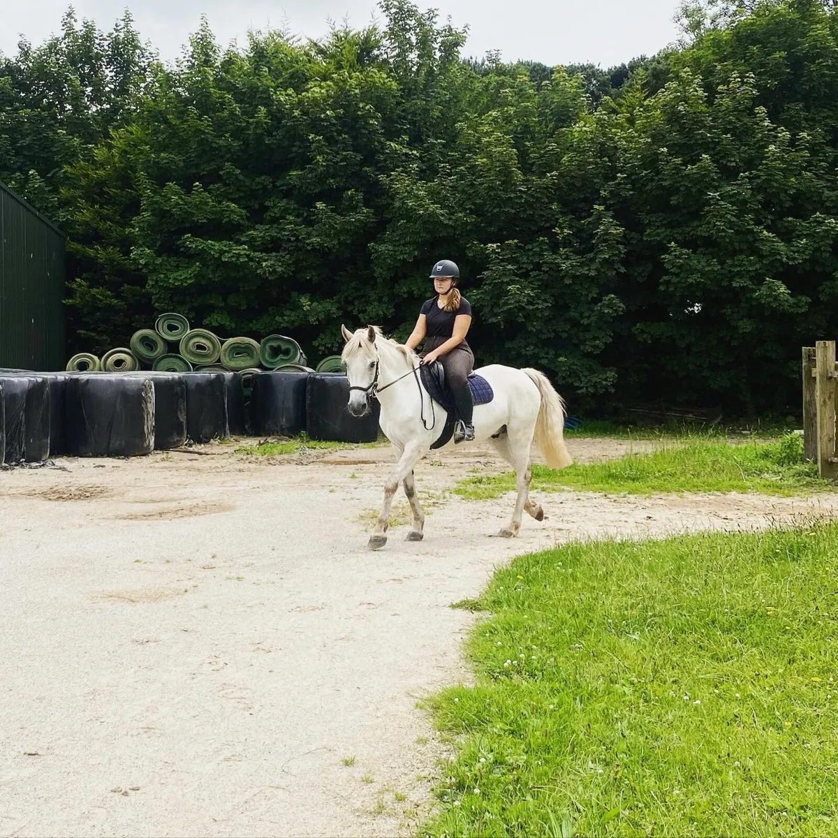 14.2hh Connemara Pony - Image 3
