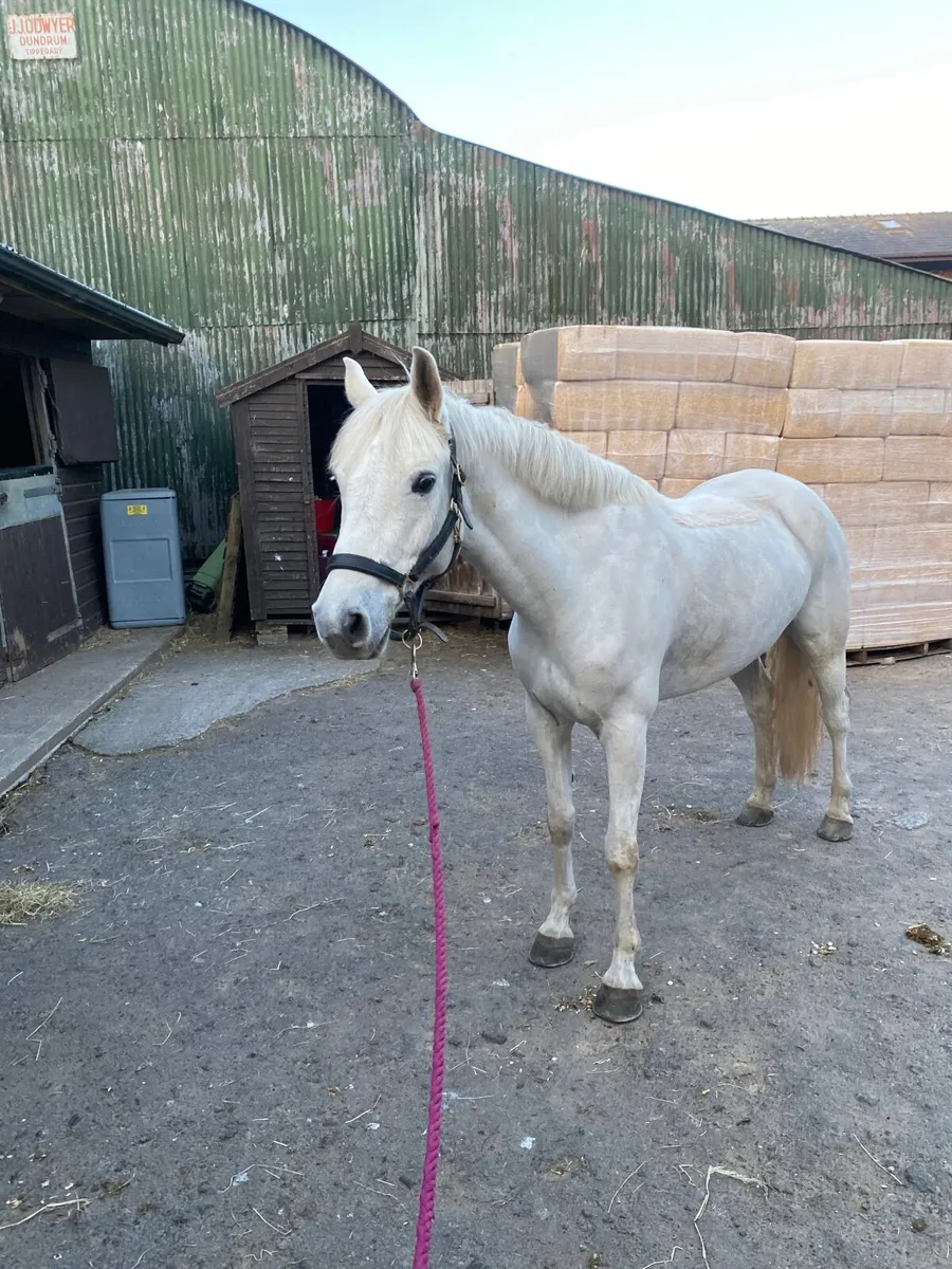 14.2hh Connemara Pony - Image 4
