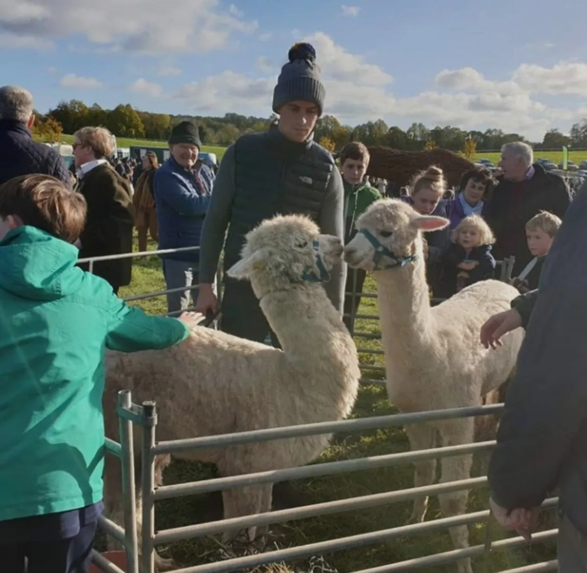 Alpacas