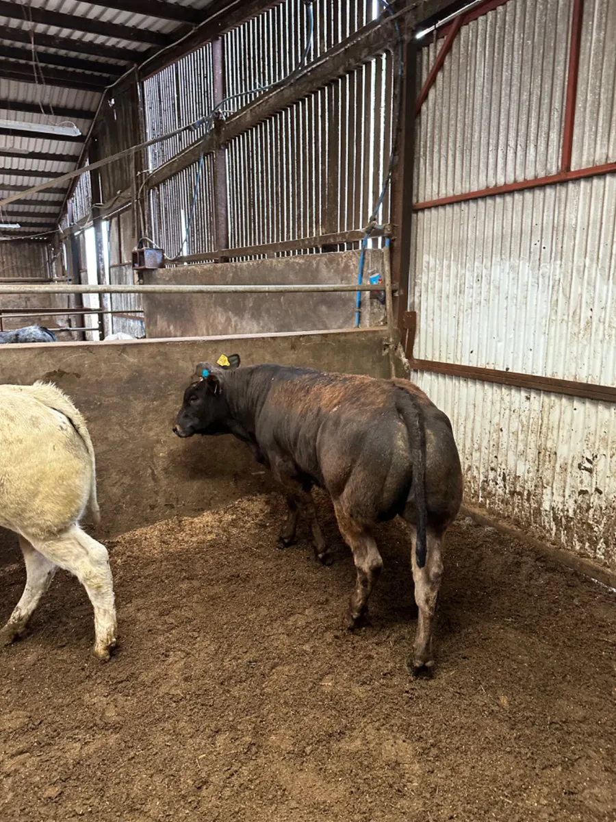 Show bullocks - Image 3