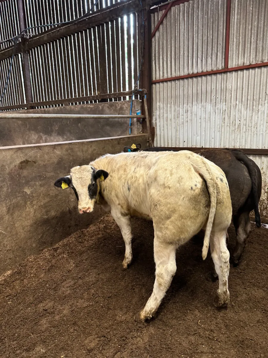 Show bullocks - Image 4