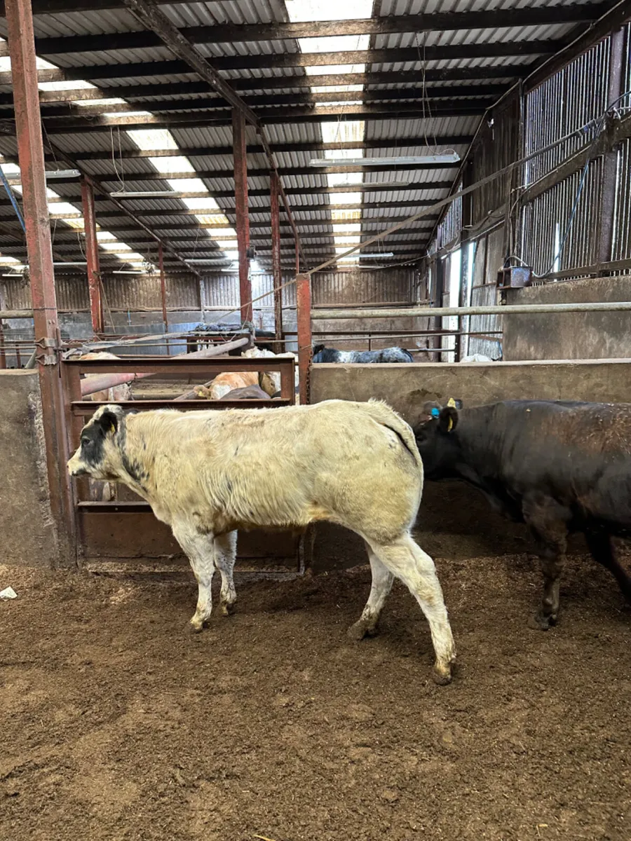 Show bullocks - Image 2