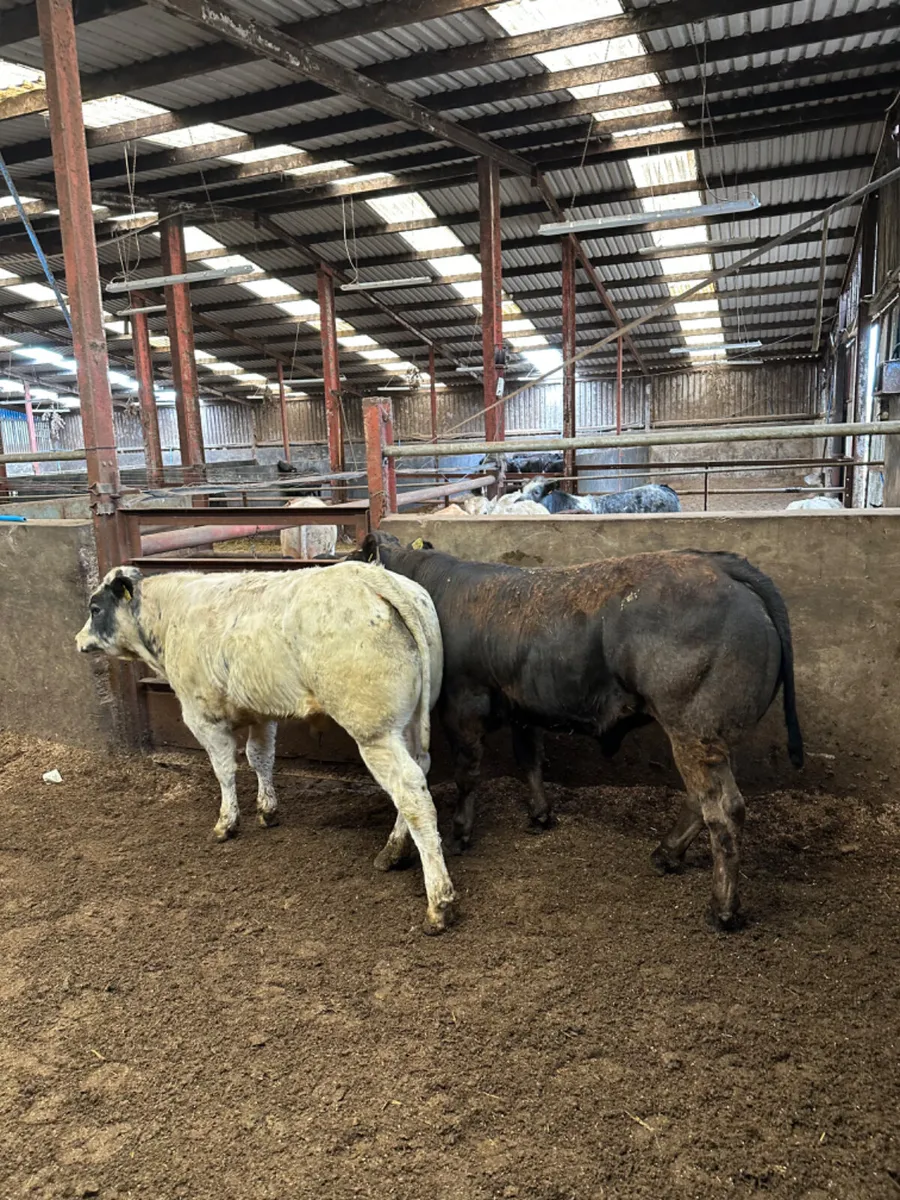 Show bullocks - Image 1